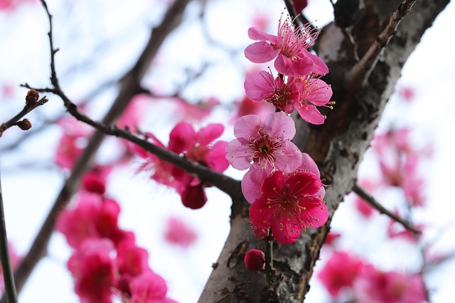 Free Spring Spring Flowers photo and picture