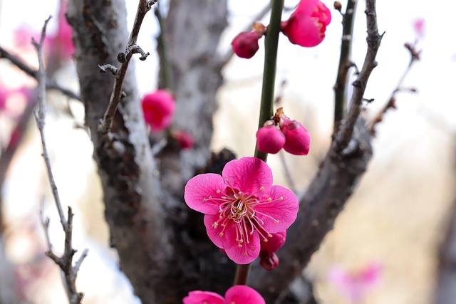 Free Spring Spring Flowers photo and picture
