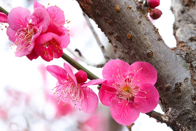 Free Spring Spring Flowers photo and picture