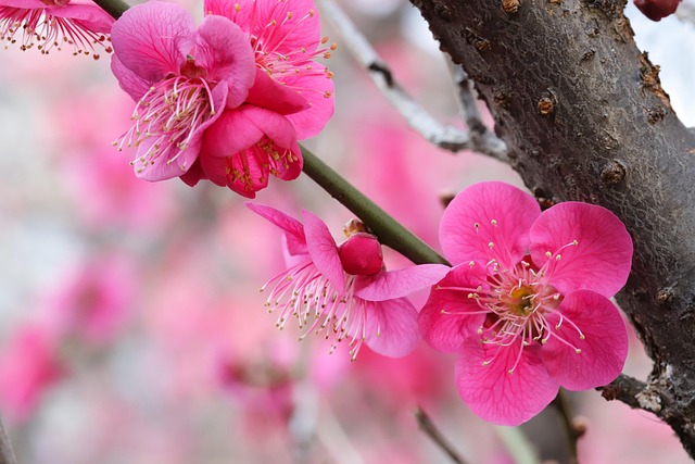 Free Spring Spring Flowers photo and picture