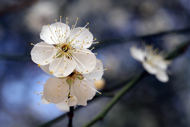 Free Spring Spring Flowers photo and picture