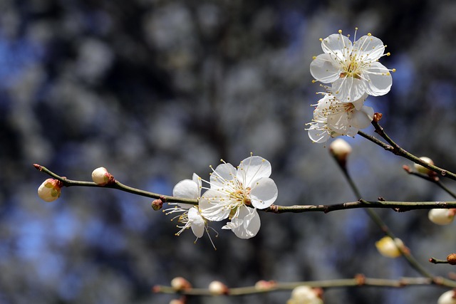 Free Spring Spring Flowers photo and picture