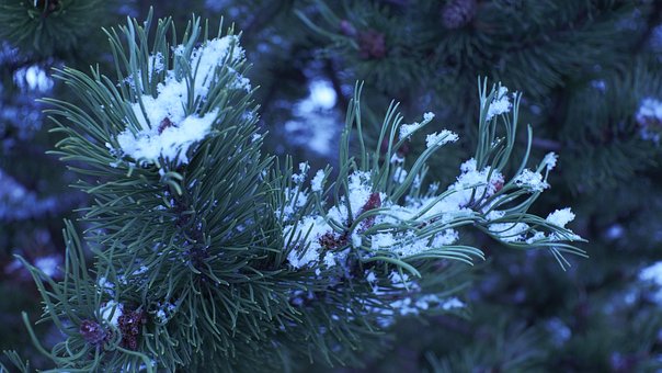 Schnee, Pflanze, Grün, Baum, Natur