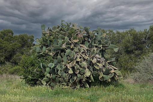 Free Paisaje Naturaleza illustration and picture