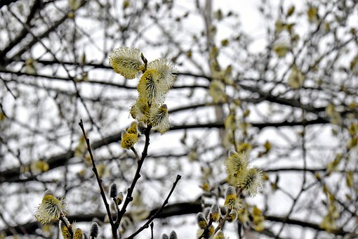Free Willow Catkins illustration and picture