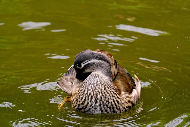 Download free HD stock image of Ai Generated Mandarin Duck Free ai generated mandarin duck duck illustration
