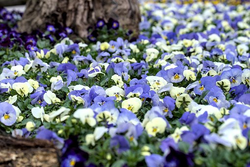 Blomster, Plante, Violet, Forår