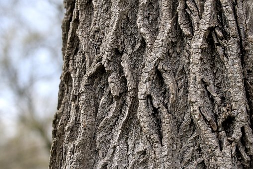 Træ, Bark, Bagagerum, Struktur, Natur