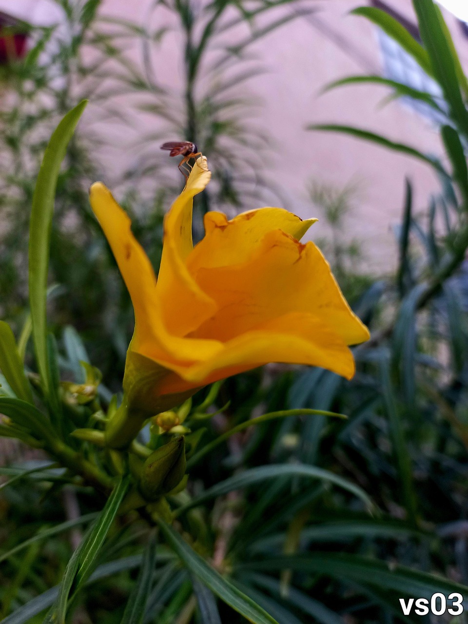Flower Photography Ai - Free photo on Pixabay - Pixabay