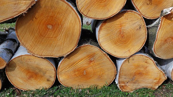 Baum, Holz, Natur, Wald, Opal, Sägewerk
