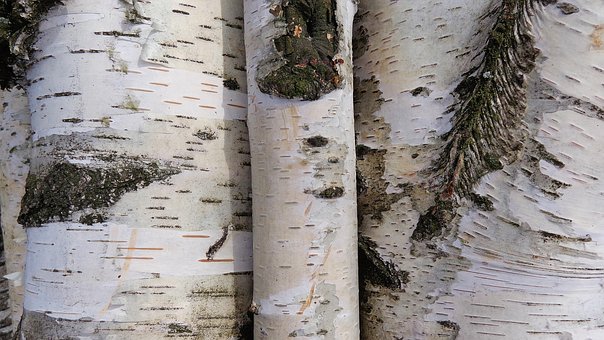Baum, Natur, Wald, Bäume, Stamm, Textur