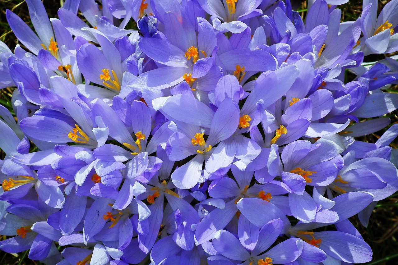 Crocuses Flowers Spring Free photo on Pixabay