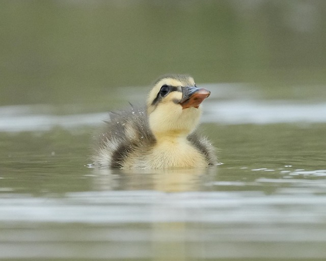 Free Duck Poultry photo and picture