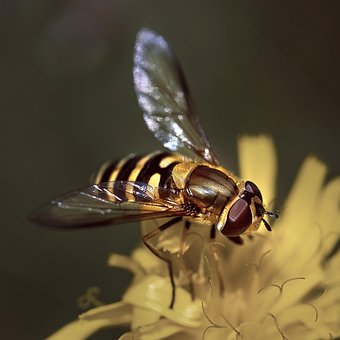 Free Bee Insect photo and picture