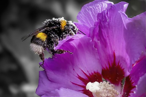 Free Bumblebee Bee photo and picture