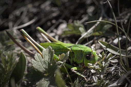 Free Cricket Nature photo and picture