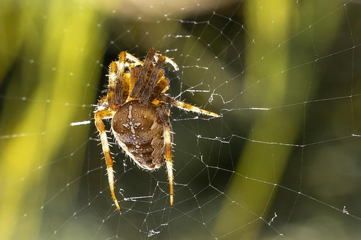 Free Spider Spiderweb photo and picture