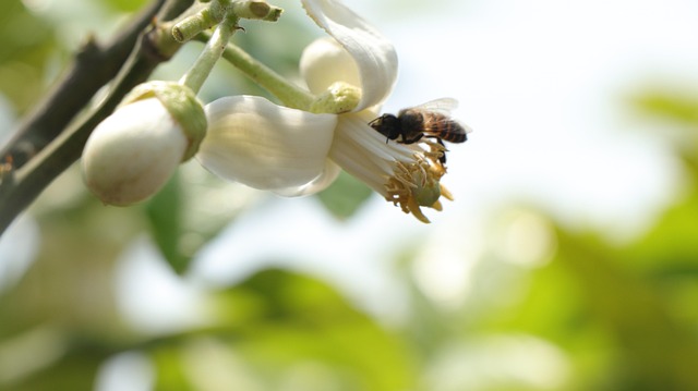 Orquídea, Abeja, Primavera, Marcha