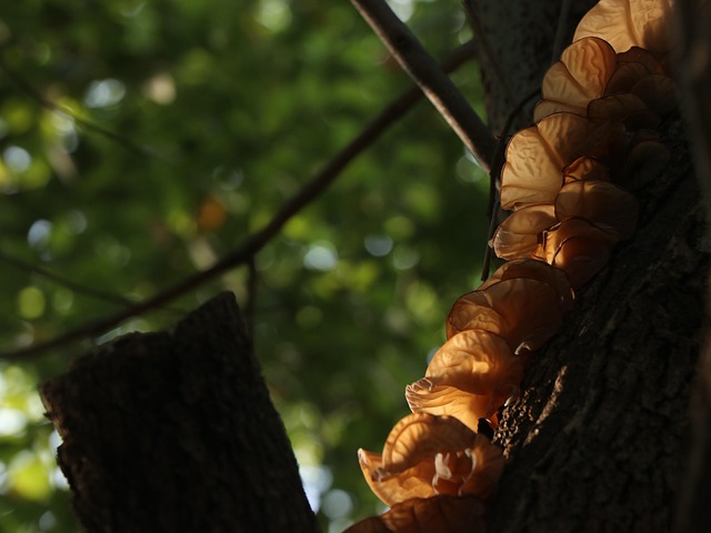 Hongo, Champiñón, Árbol, Soleado