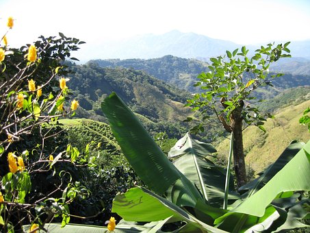 Free Palm Trees Bananas photo and picture