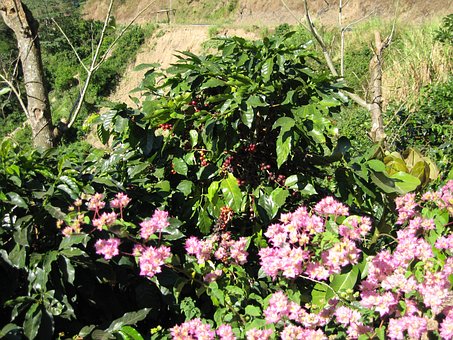 Free Tropics Blossoms photo and picture