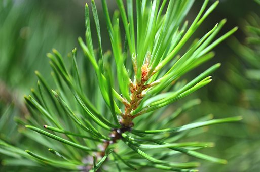 Free Spruce Needles photo and picture