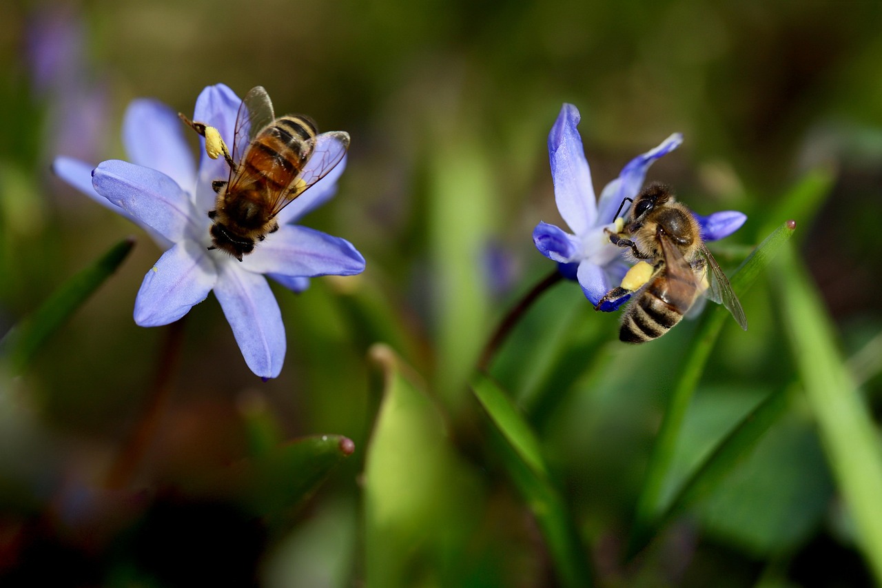 100 000 Free Cute Bees Bees Images Pixabay 100 000 Free Cute Bees Bees Images Pixabay