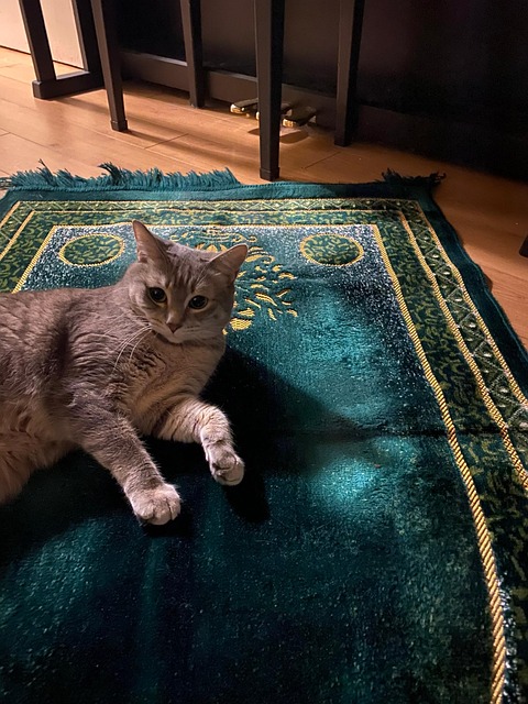 Free Cat Islam photo and picture