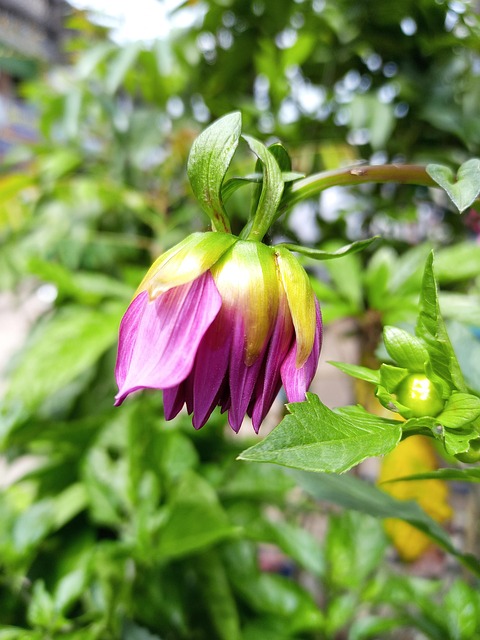 Free Blossom Bloom photo and picture