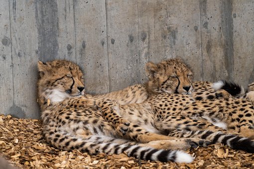 Geparden, Katzen, Raubtier, Kuscheln