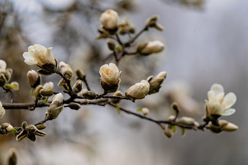 Blumen, Magnolie, Frühling, Makro, Natur