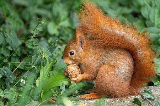 Eichhörnchen, Nuss, Walnuss, Tierwelt