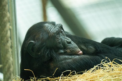 Affe, Schimpanse, Säugetier, Tier