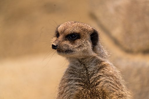 Erdmännchen, Tier, Säugetier, Neugierige