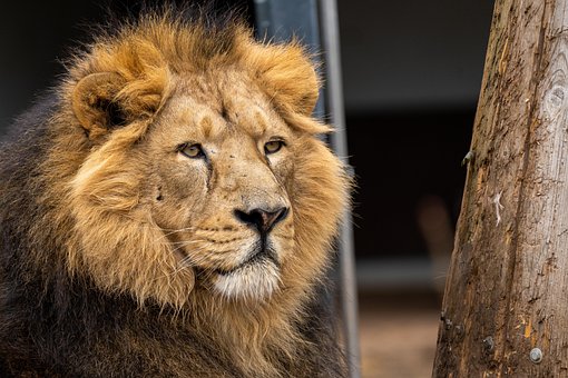 Löwe, Raubtier, Natur, Katzen, Mähne