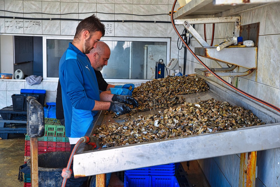 Oyster Farmer Oysters Free photo on Pixabay Pixabay