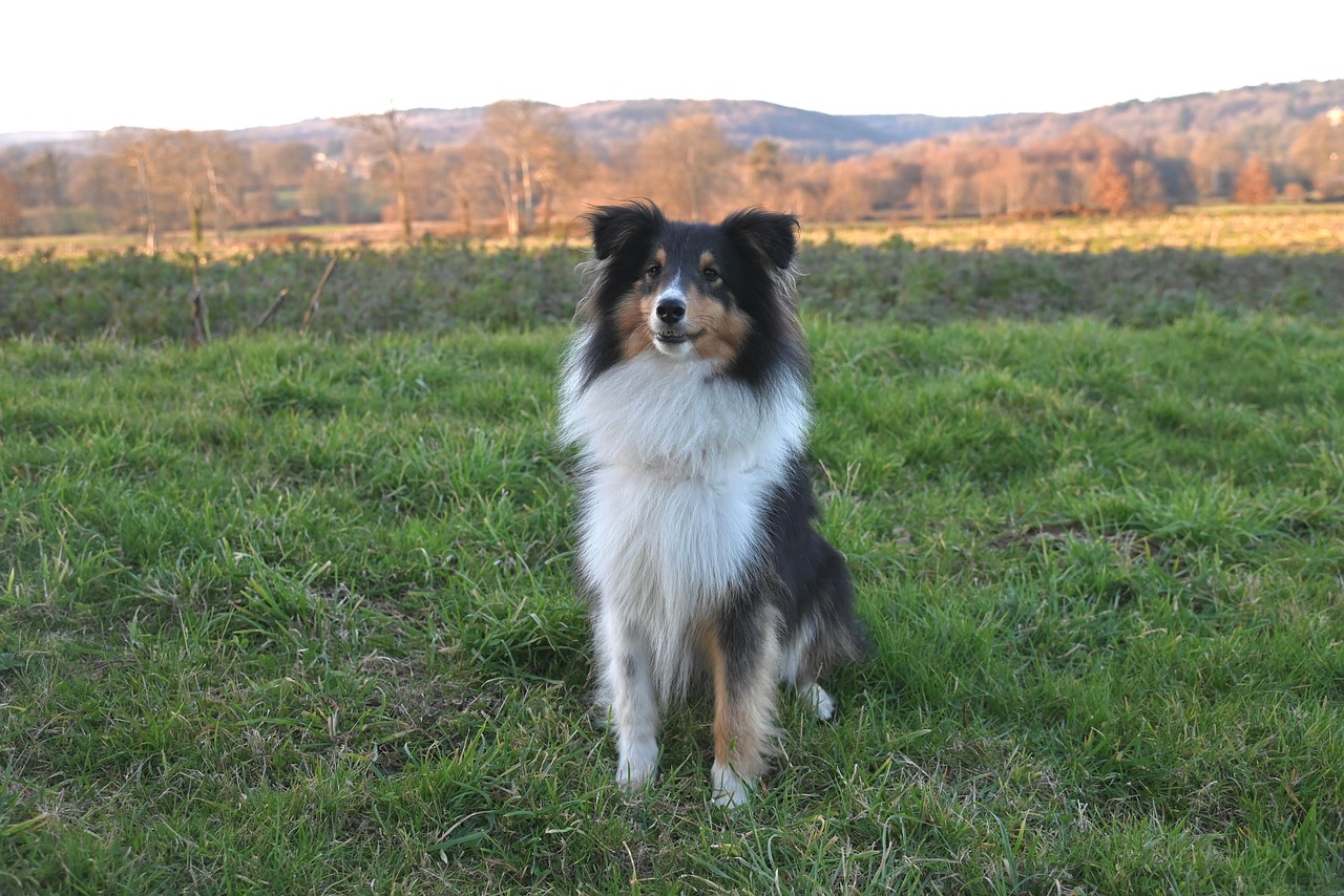 Shetland Sheepdog Timothéos - Free photo on Pixabay - Pixabay