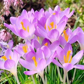 Krokus, Blumen, Frühling, Lilane Blumen