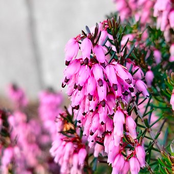 Heide, Feder, Natur, Blume