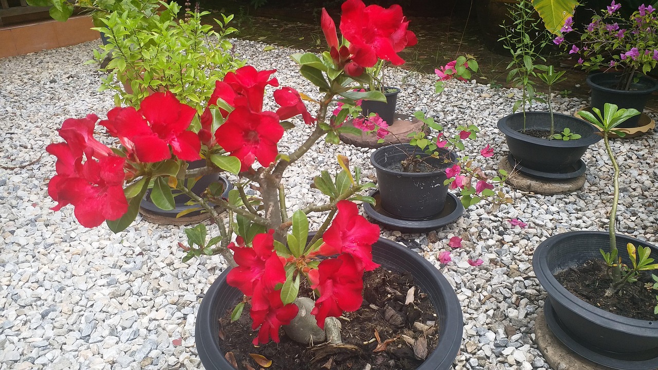 Röd Blomma - Gratis foto på Pixabay - Pixabay