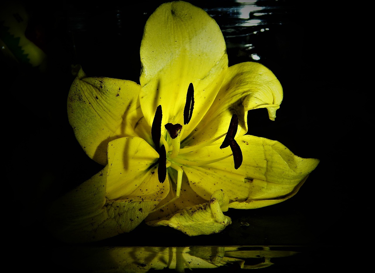 Lily Plant Spring Free photo on Pixabay Pixabay