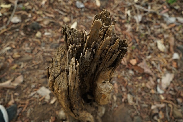Free Nature Trunk photo and picture