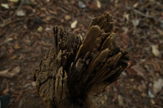 Free Wood Tree photo and picture