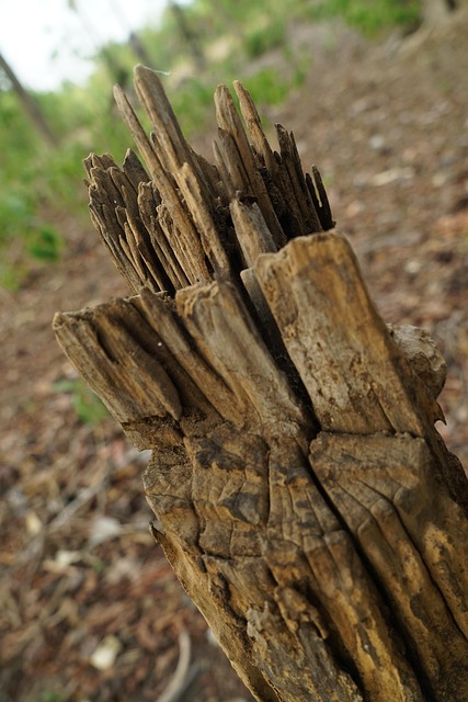 Free Wood Nature photo and picture