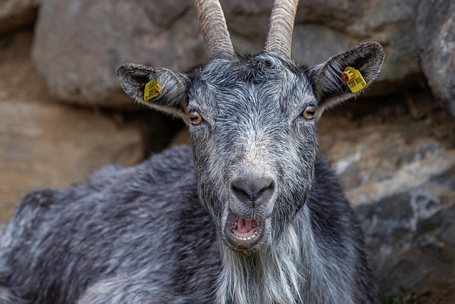 Chèvre Capricorne Cornes - Photo gratuite sur Pixabay
