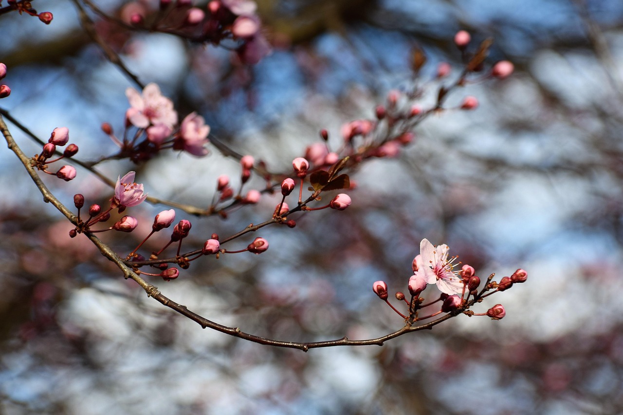 花朵 枝杈 春天的树 - Pixabay上的免费照片 - Pixabay