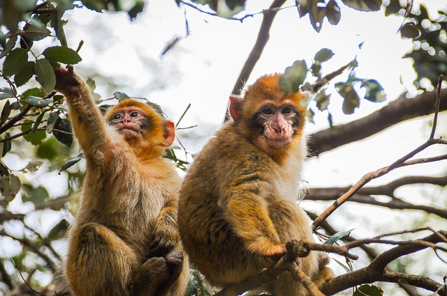 Free Monkey Ape photo and picture