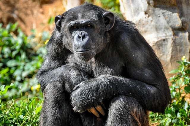 Free Chimpanzee Ape photo and picture