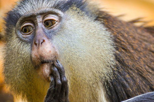 Free Wolf'S Mona Monkey Ape photo and picture