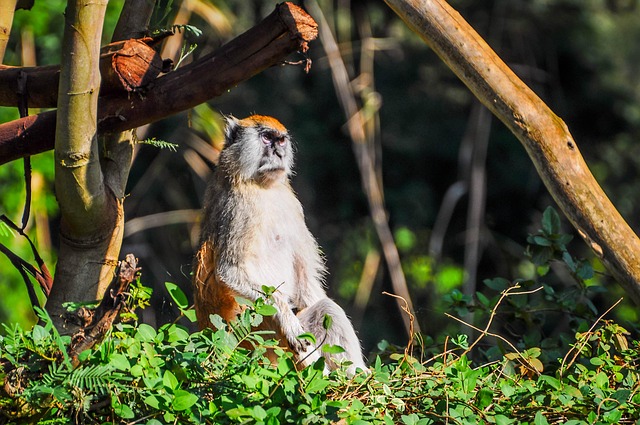 Free Monkey Ape photo and picture
